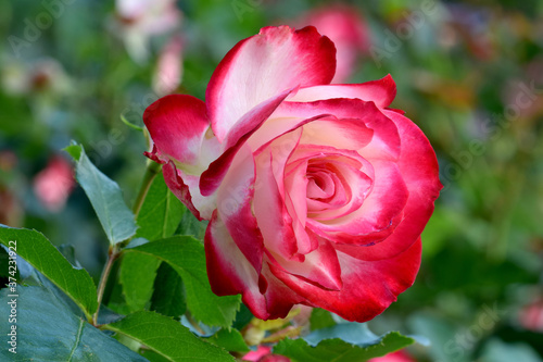 Cherry Parfait Rosebud 02