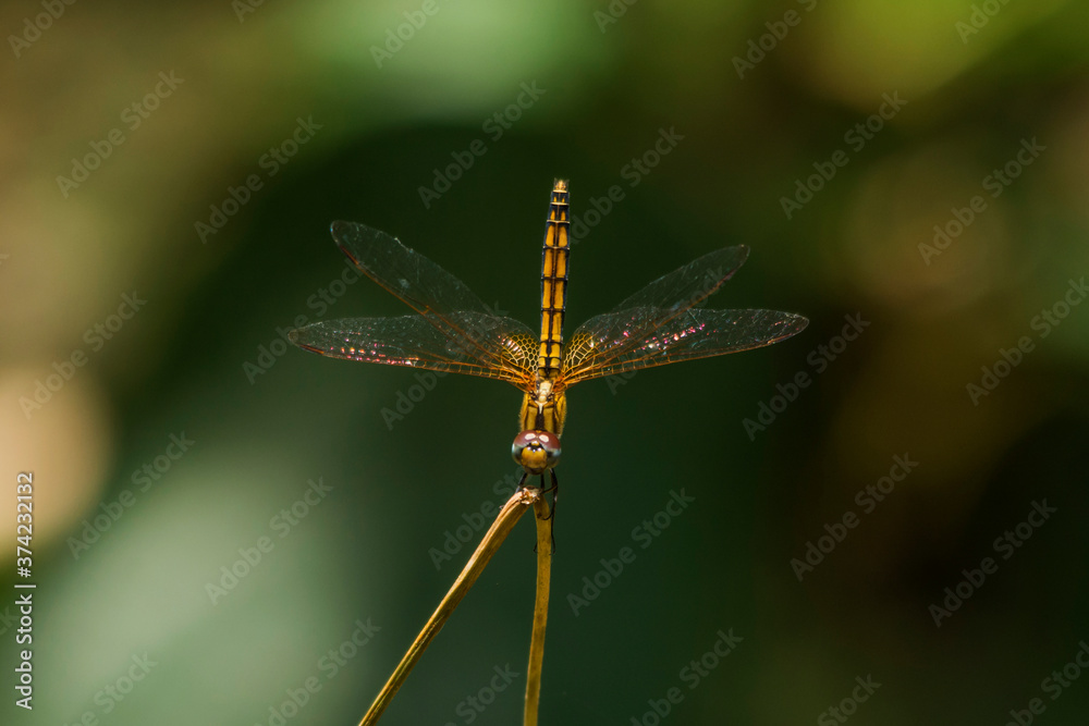 dragonfly in meditation mood dragonfly in meditation mood