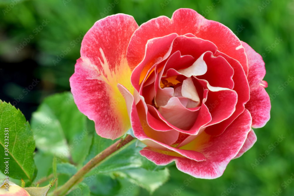 Champagne Rose Flower 01 Champagne Rose Flower 01
