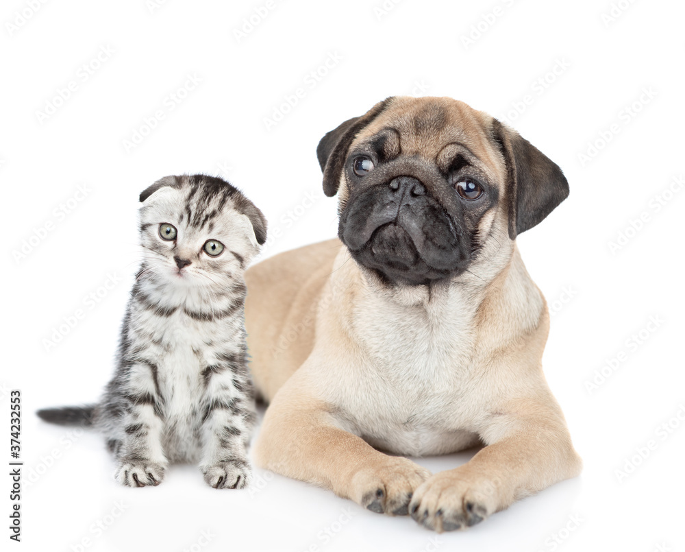 Pug puppy lies with scottish kitten. isolated on white background