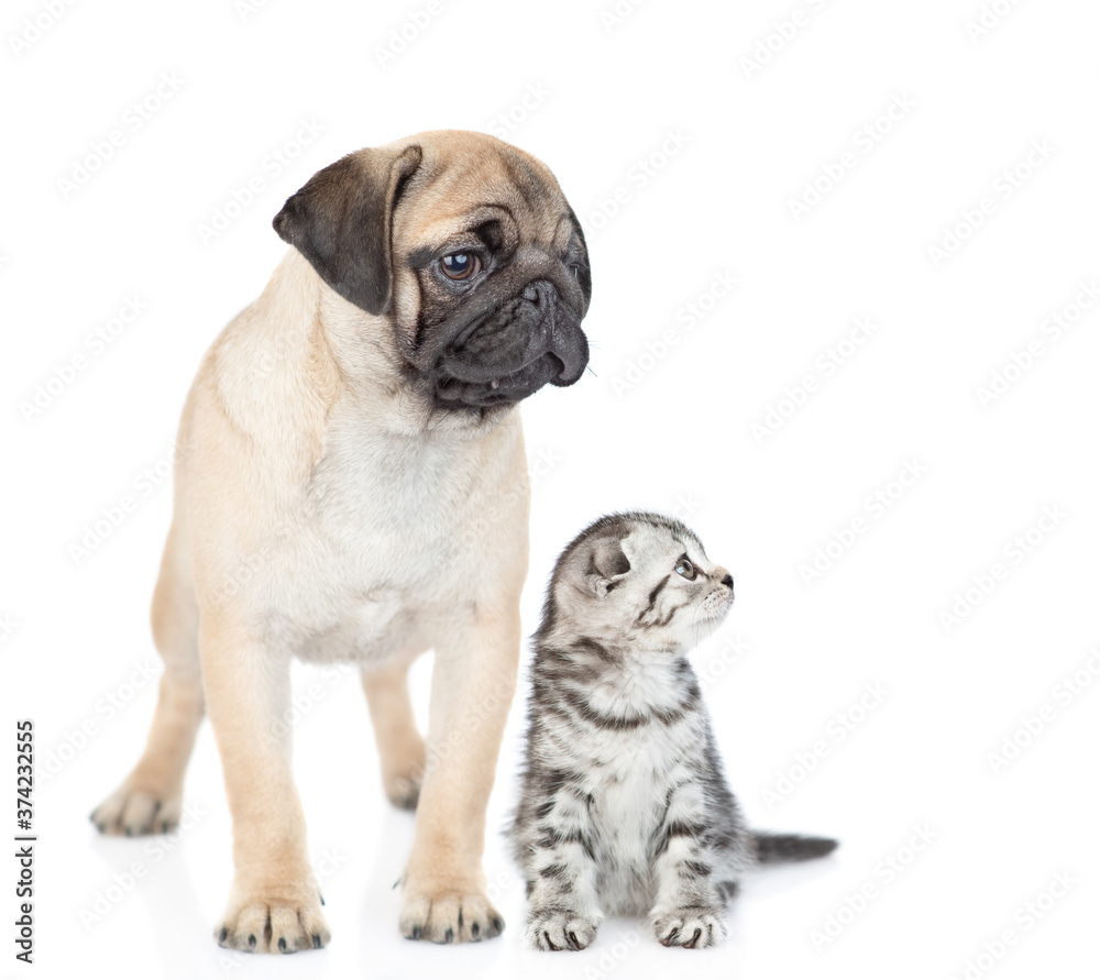 Pug puppy and scottish kitten sit together and look awayand up on empty space. isolated on white background