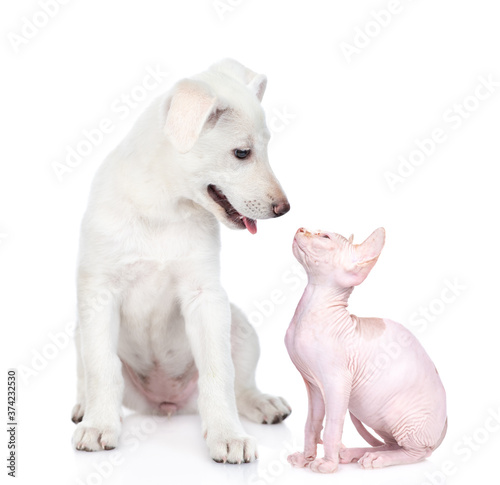 Puppy and kitten look at each other. isolated on white background