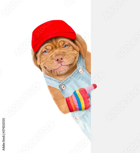 Smiling puppy wearing jeans overalls and red cap points on empty white banner. isolated on white background