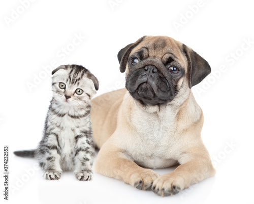 Pug puppy lies with scottish kitten. isolated on white background