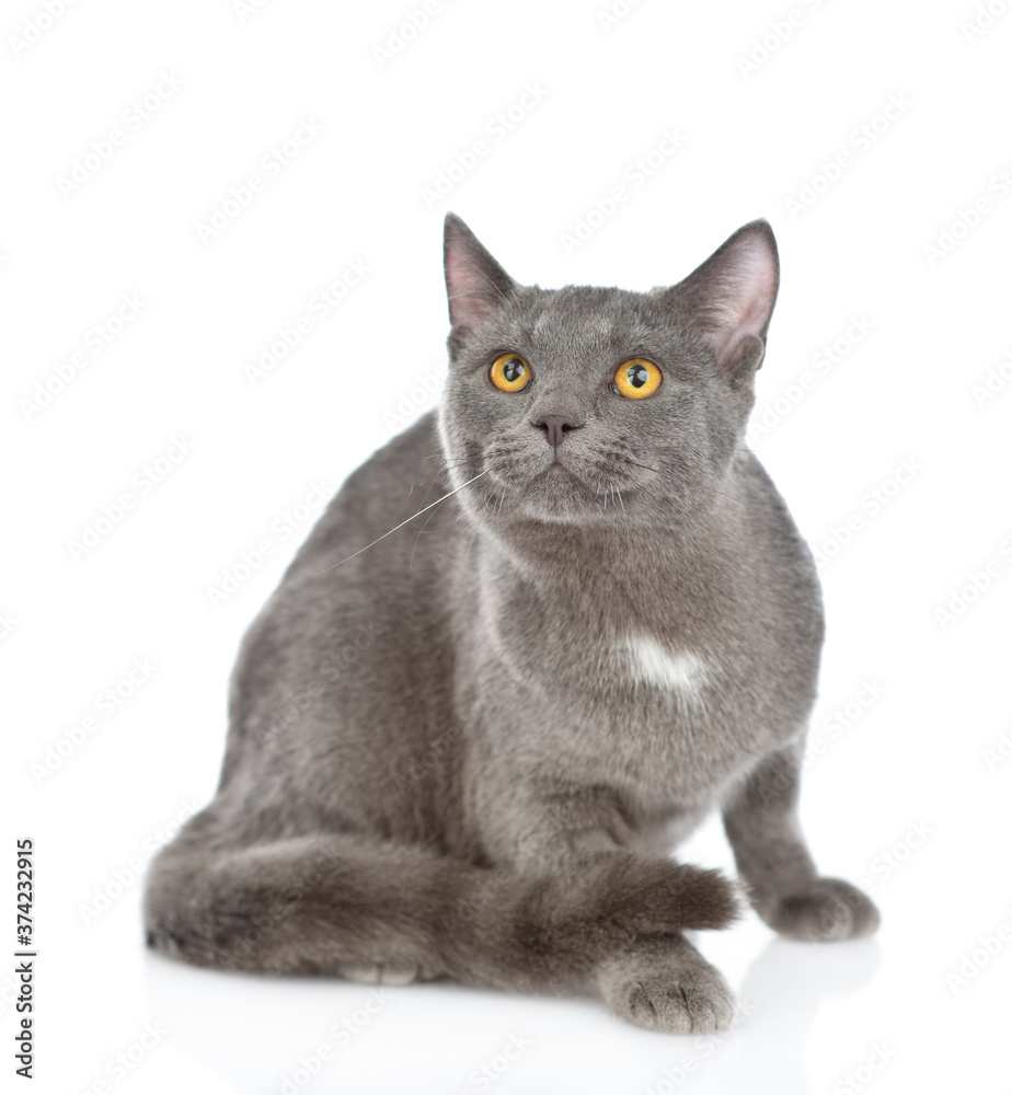 Gray cat sitts in front view and looks up. isolated on white background
