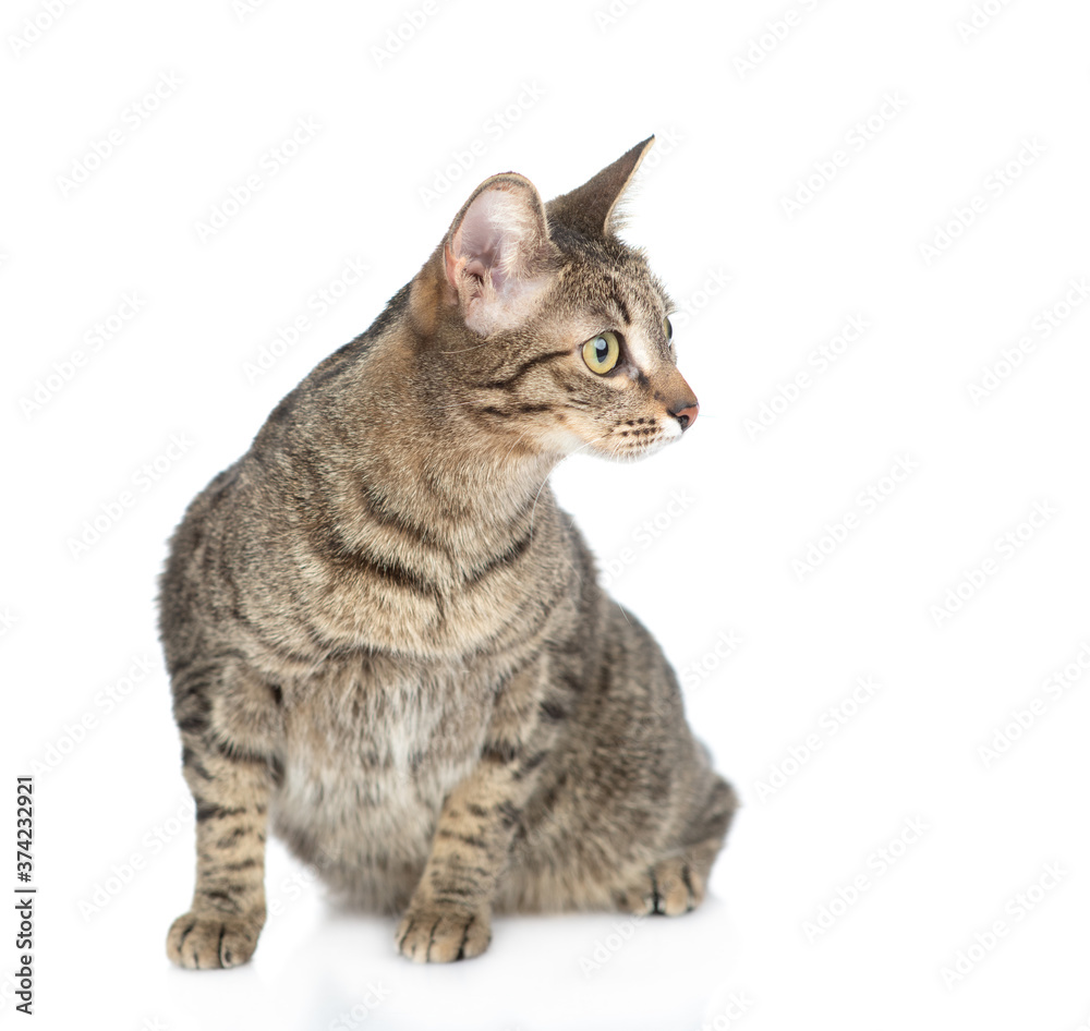 Obraz premium Adult cat sitts in front view and looks away on empty space. isolated on white background