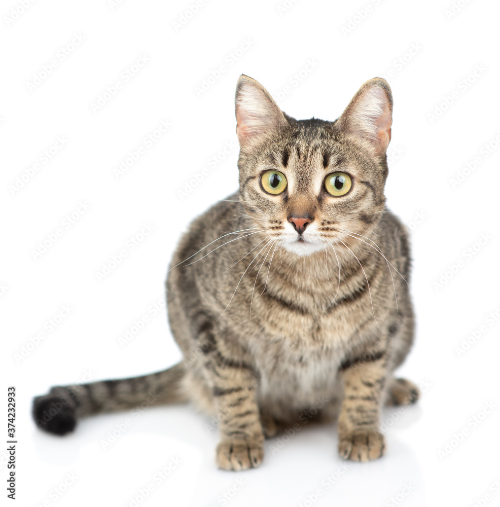 Adult cat sitts in front view and looks at camera. isolated on white background