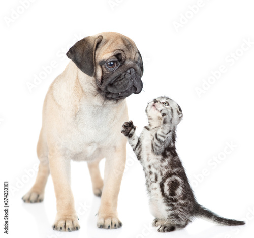 Playful kitten plays with pug puppy. isolated on white background