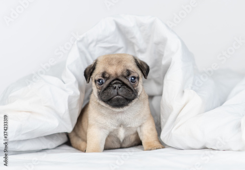 Cute Pug puppy sits under warm blanket on the bed at home