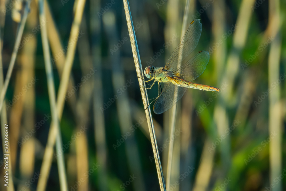 dragonfly anisoptera perched on a branch dragonfly anisoptera perched on a branch