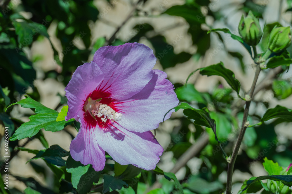 flower rose mallow hibiscus syriacus flower rose mallow hibiscus syriacus