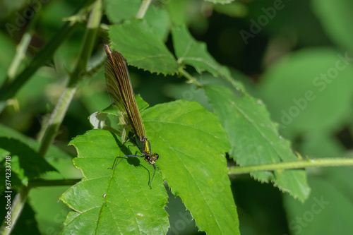 Valokuvatapetti damselfly anisoptera perched on a green leaf