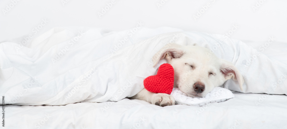 Cute puppy sleeps on pillow under blanket on a bed at home with red heart. Empty space for text Cute puppy sleeps on pillow under blanket on a bed at home with red heart. Empty space for text