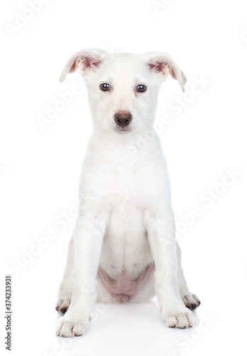Portrait of a white crossbreed dog. Isolated on white background