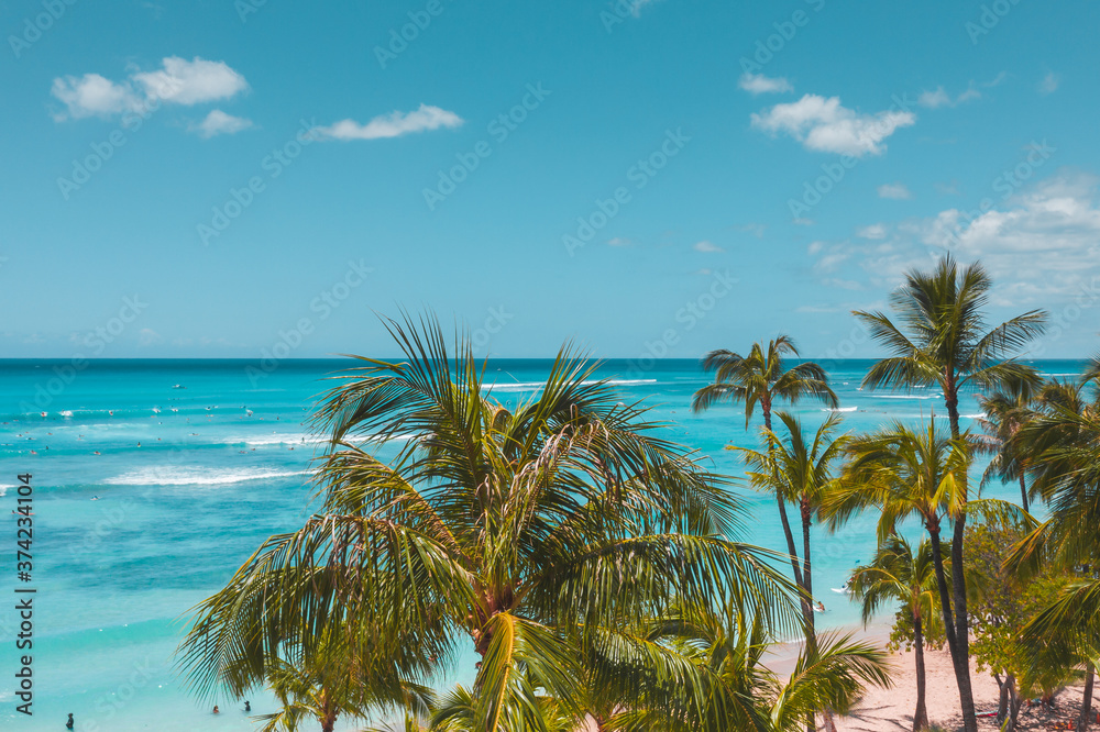 Fototapeta premium palm tree on the beach