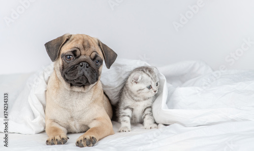 Pug puppy and baby kitten lies under a warm blanket on a bed at home and look away on empty space