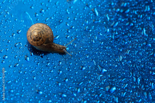 Small curious Fruticicola fruticum, known as bush snail a species of air-breathing land snail in family Bradybaenidae on blue reflecting surface with water drops, copy space photo