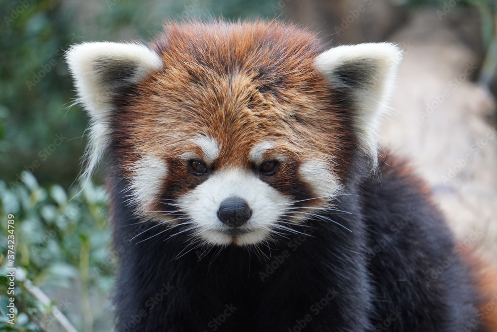 Fototapeta premium 動物
