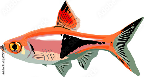 Harlequin Rasbora fish isolated on white background