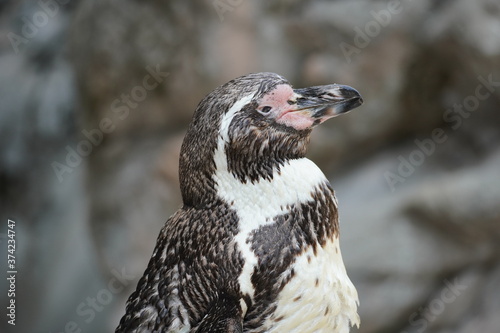 動物