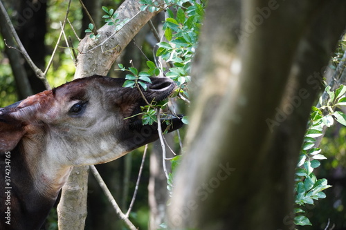 動物