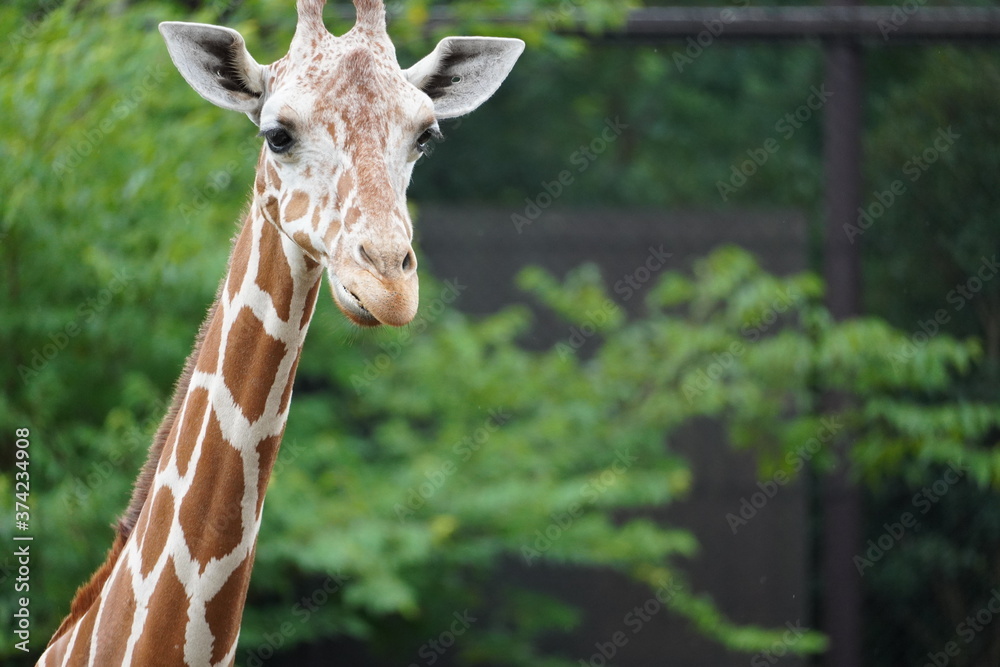 Naklejka premium 動物