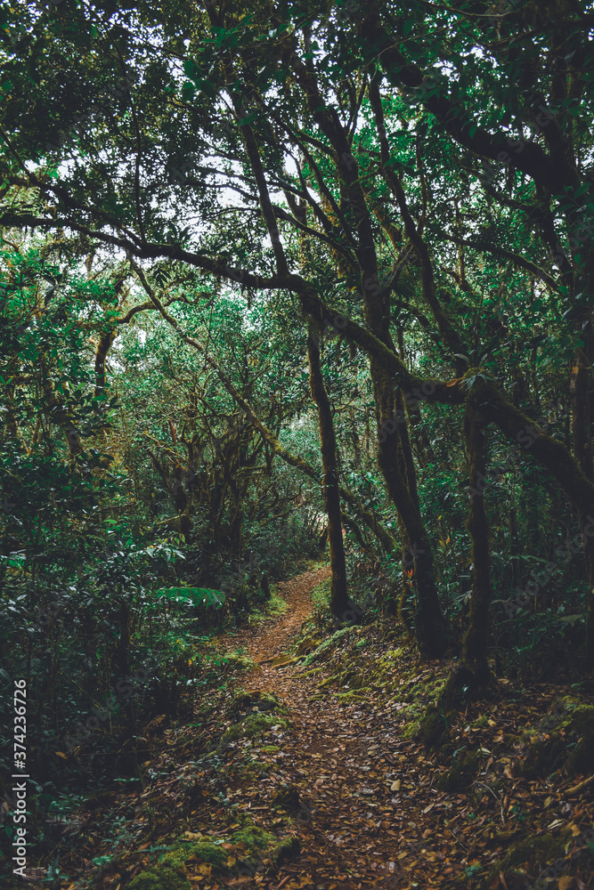 path in the woods