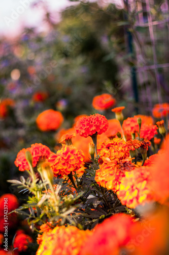 Close up of orange flowers blooming in a garden