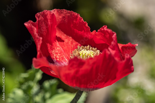 close up of a big red poppy flower blooming under the sun in the garden