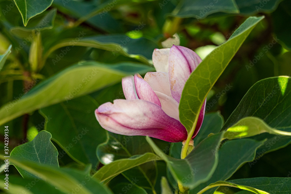 one beautiful pink magnolia flower blooming behind big green leaves on the tree