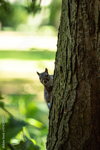 one cute brown squirrel hiding behind thick tree trunk under the shade with its head popping up and staring at you  © Yi