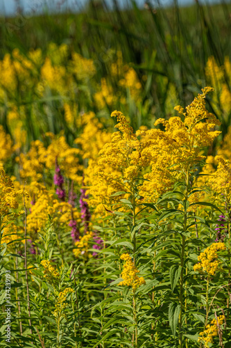 beautiful dense yellow flowers blooming on the road side on a sunny day