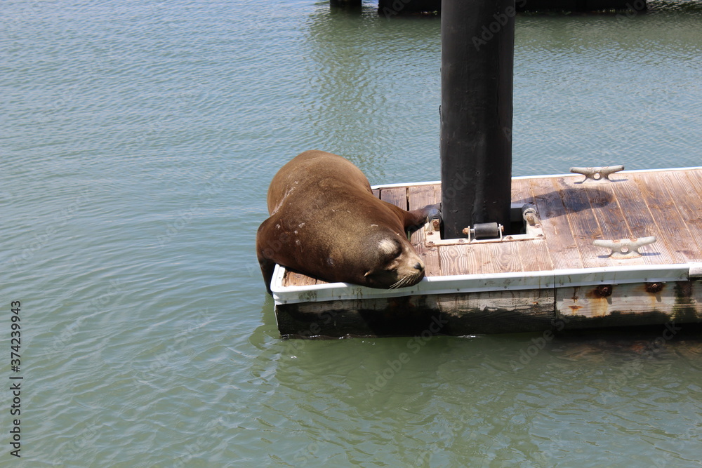 Fototapeta premium Nature Photos