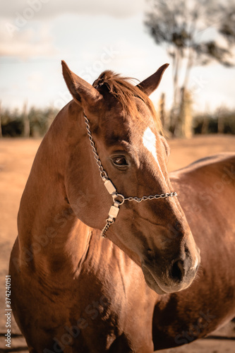 portrait of a horse