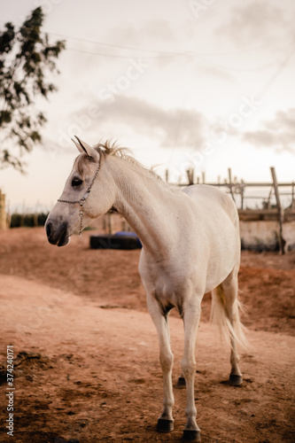 horse in the field