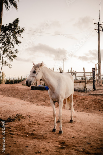 white horse in a field