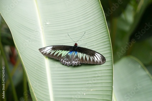butterfly moth on a leaf