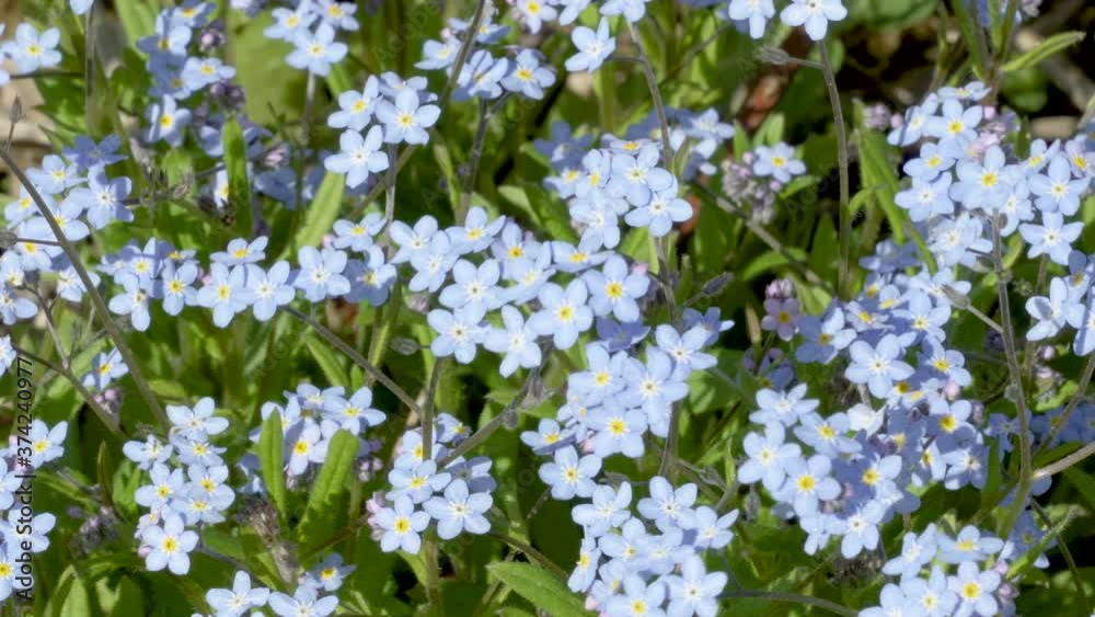 Closer look of the true forget-me-not flower Closer look of the true forget-me-not flower