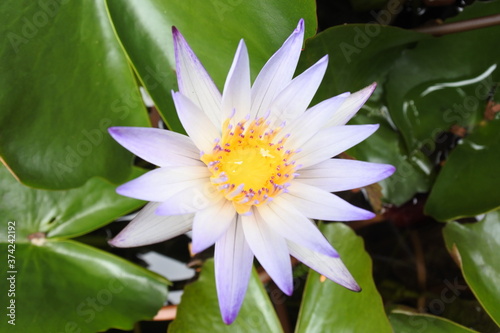 pink water lily