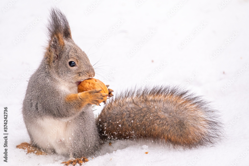 The squirrel sits on white snow with nut in winter. The squirrel sits on white snow with nut in winter.