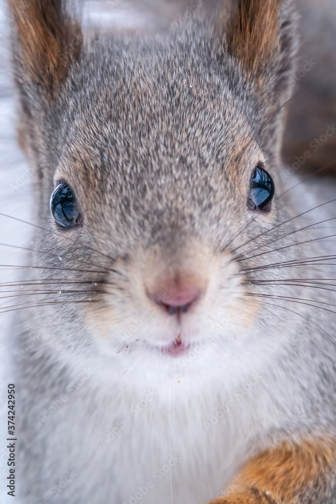Obraz premium Portrait of a squirrel in winter on white snow background