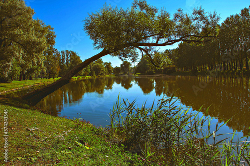 Nature. Summer park.