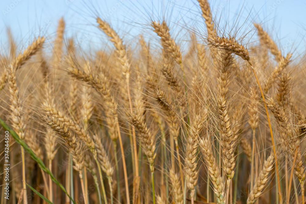 Ripening ears of barley in the field. Ripening ears of barley in the field.