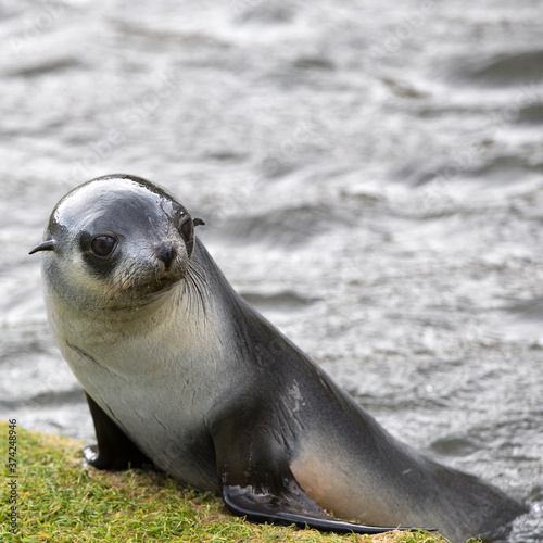 Fur Seal Cub (Arctocephalus gazella), South Georgia, Antarctic. Square Composition. photo