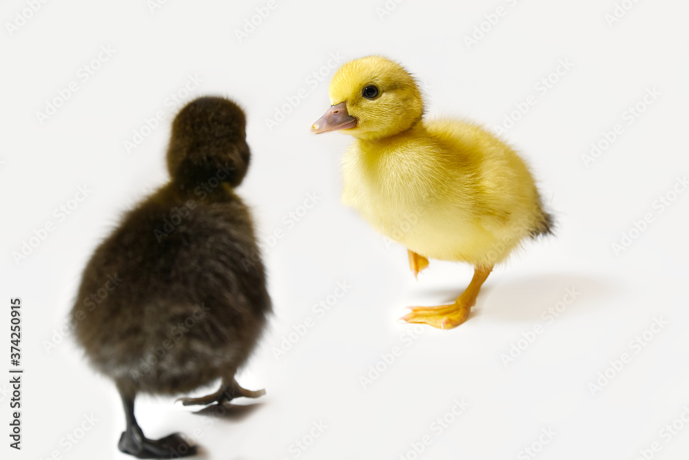 Yellow and Brown newborn duckling closeup on white background.