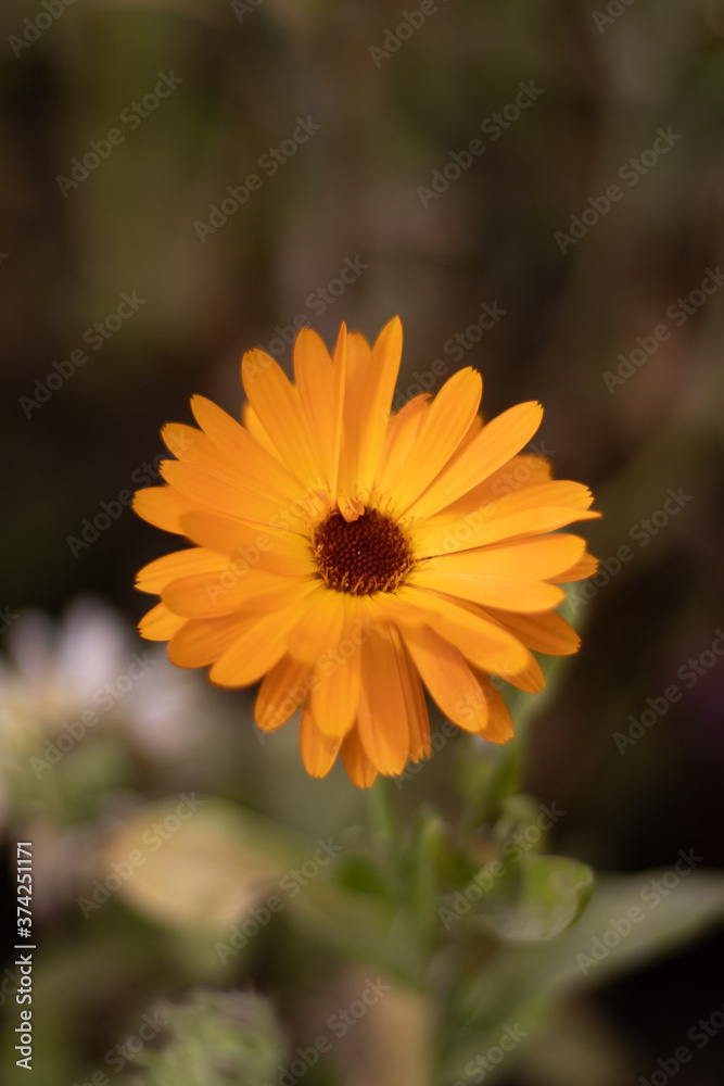 Obraz premium yellow flower in the garden