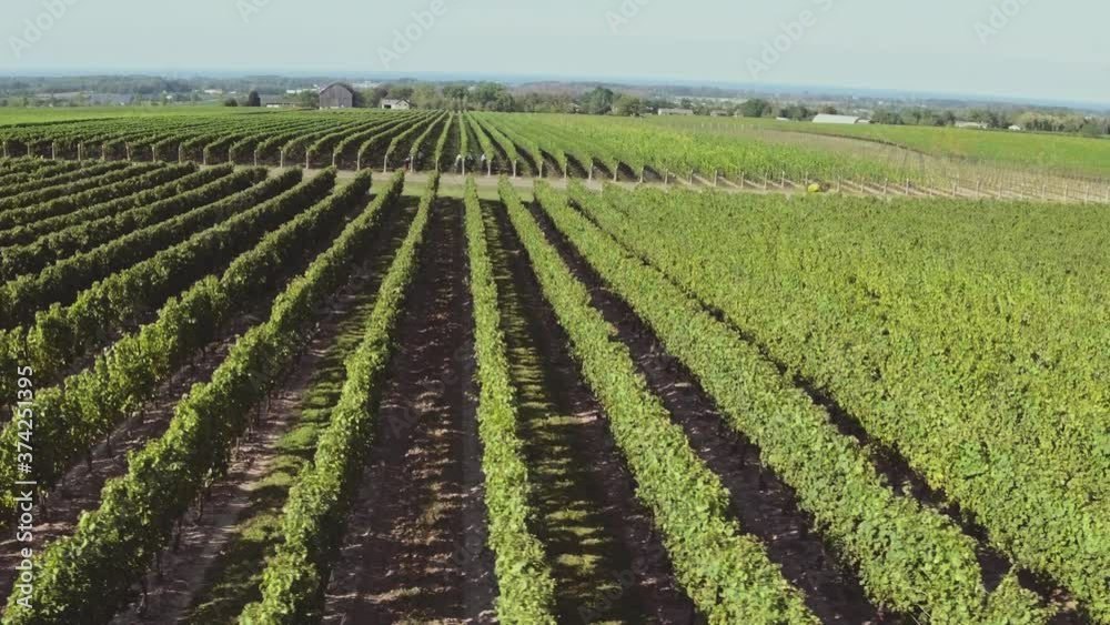 Drone flies low over vines in vineyard Drone flies low over vines in vineyard