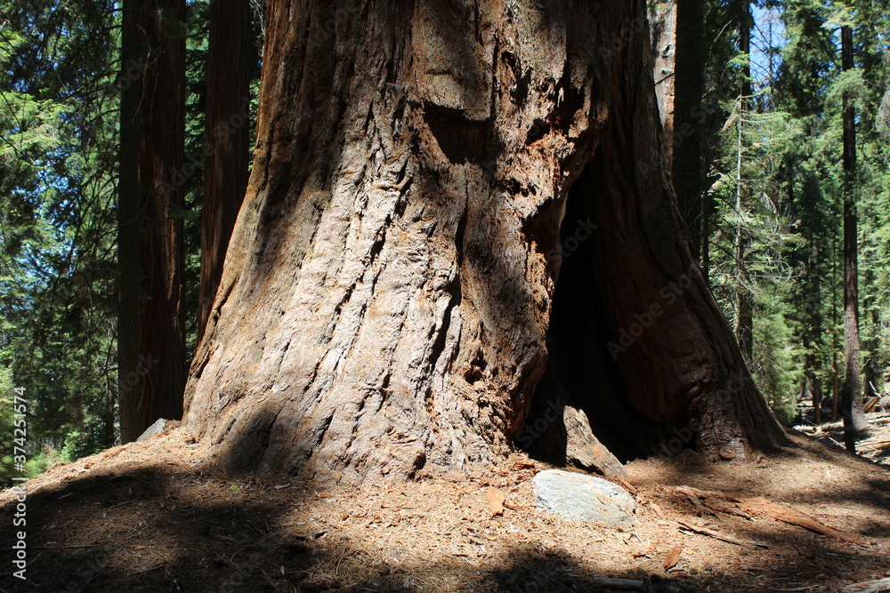 Obraz premium Nature Photos