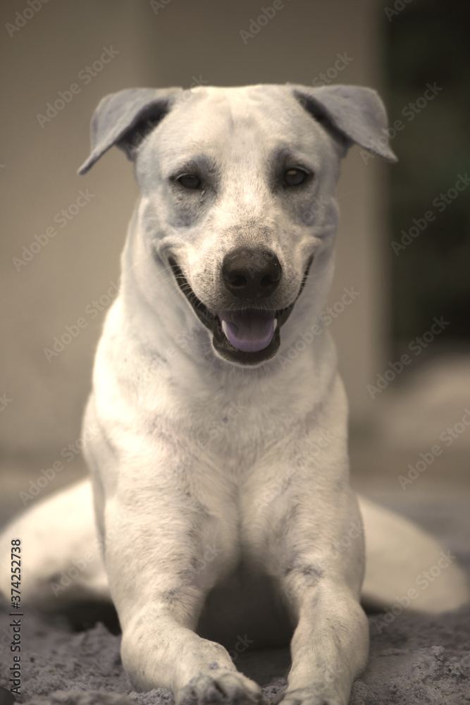 portrait of a white dog