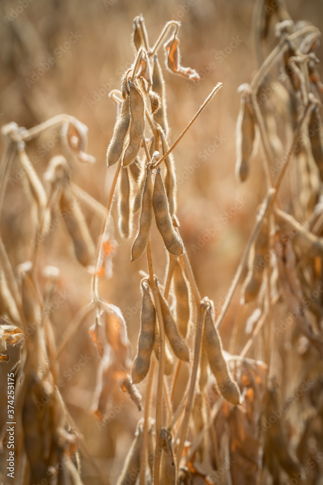 Fototapeta premium Ripe soybeans ready for harvesting on a farmer's field.
